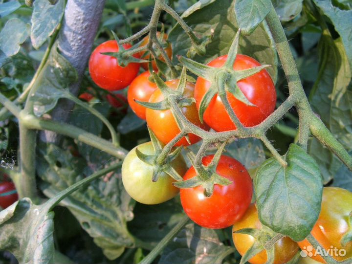 Помидоры, огурцы