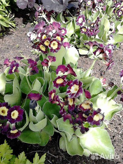 Рассада многолетних садовых цветов