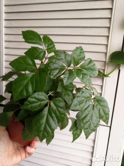 Циссус березка