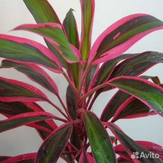 Пальма кордилина