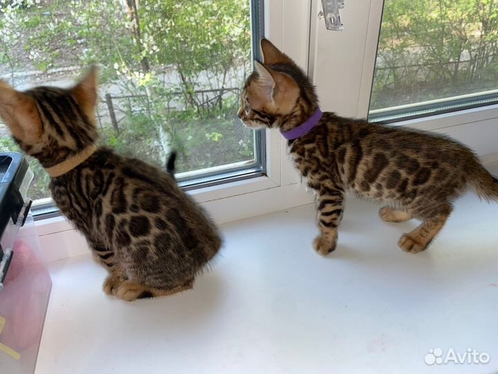 Бенгальская