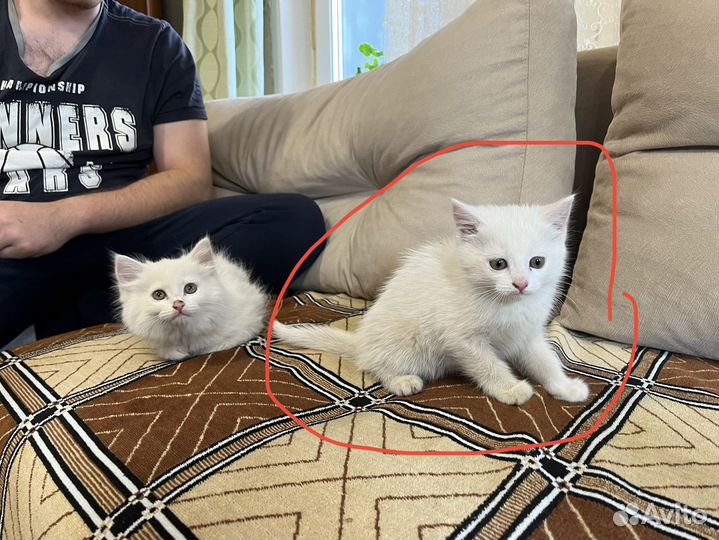 Котята кот и кошка белые