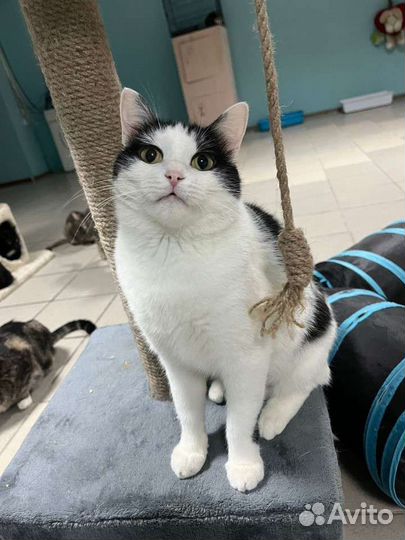 Отдам кошечку