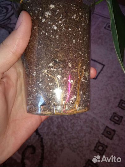 Филодендрон медиапикта триколор