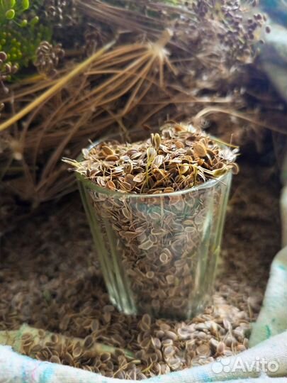 Семена укропа