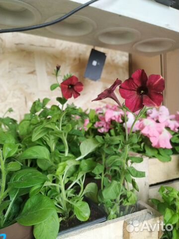 Петуния рассада Джоконда бургунди еллоу ампельная купить в Красноярске ...