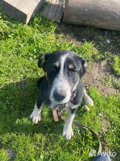 Собака в добрые руки отдам бесплатно