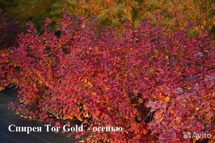 Спирея в ассортименте