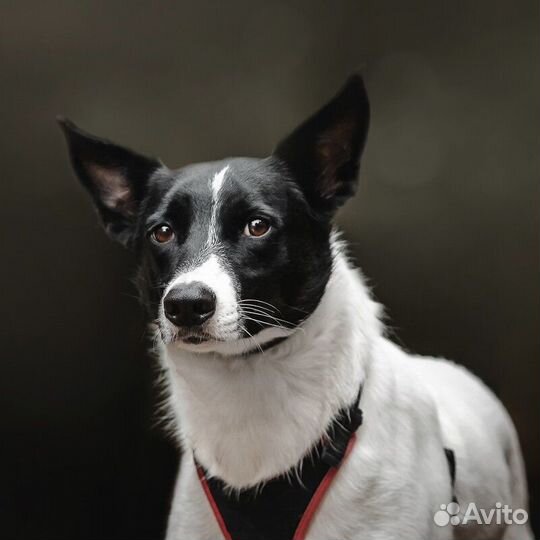 Красавица Грея в поисках дома и хозяина