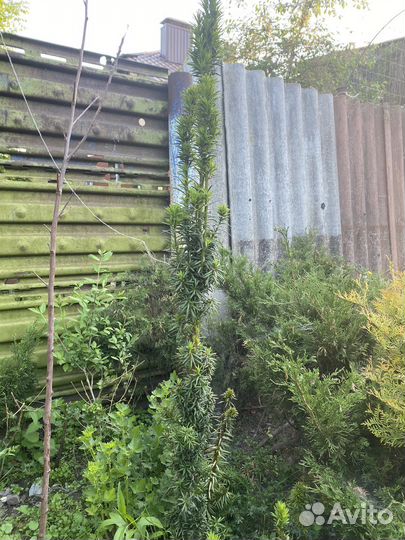 Тис пирамидальный