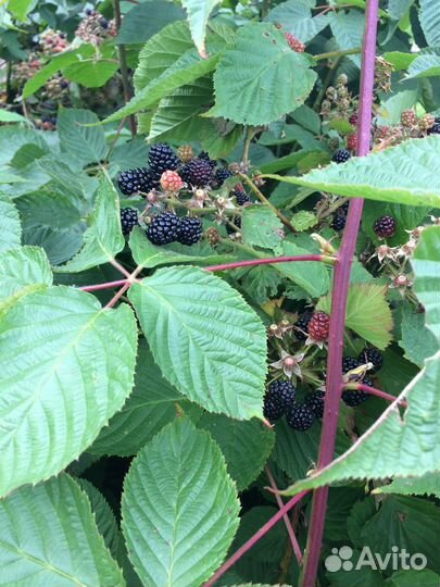 Ежевика ягода и саженцы