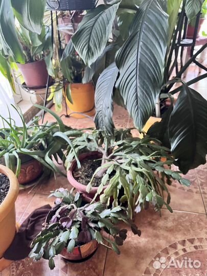 Растения для офиса