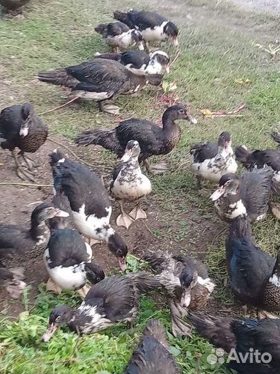 Мускусные утки