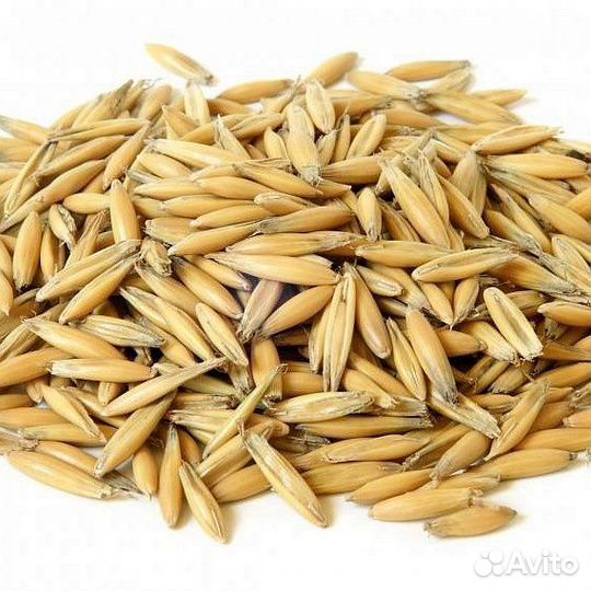 Овес, Пшеница, Люцерна в гранулах. Семена трав