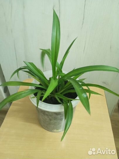 Хлорофитум