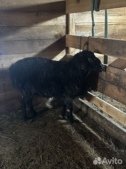 Продам барана халял живой вес курдючного
