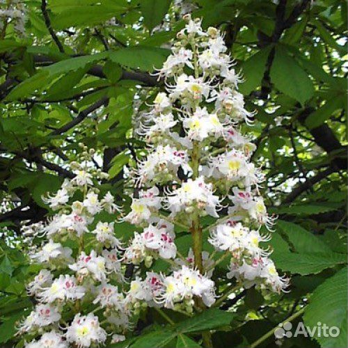 Саженцы каштана