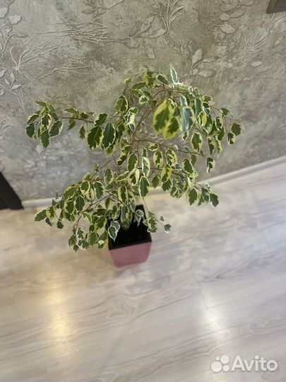 Фикус бенджамина пестролистный