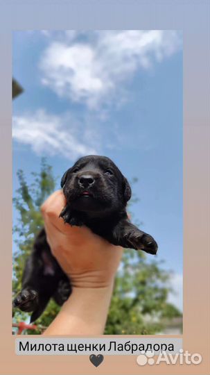Щенки лабрадора