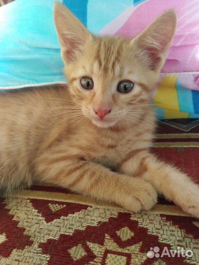 Котята в добрые руки бесплатно