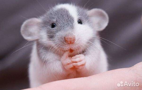 Грызуны в ассортименте