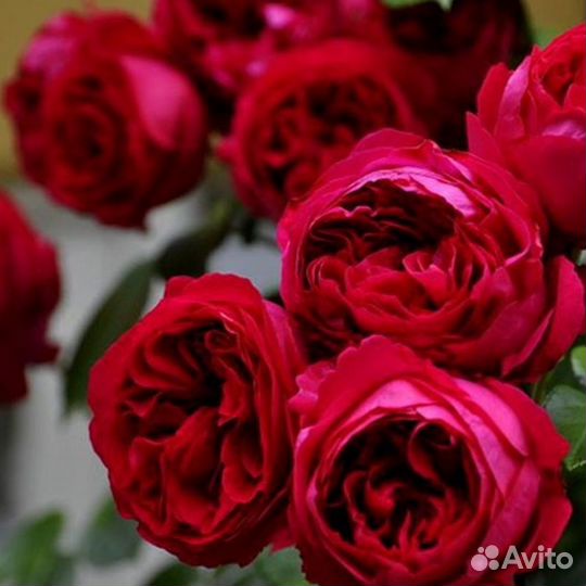 Роза травиата