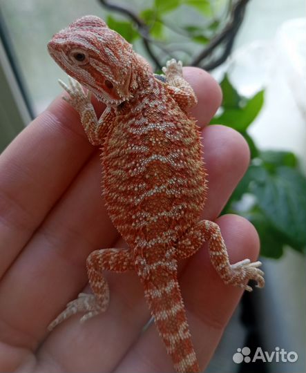Яркие малыши бородатой агамы 50%ред)