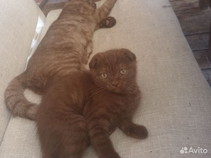 Шотландская вислоухая кошка