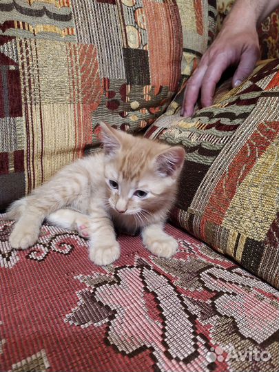 Солнечный котик