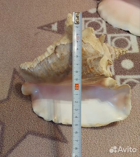 Морские ракушки раковины