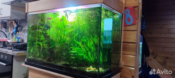 Аквариумные рыбки