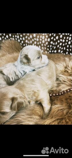 Щенки мальтипу