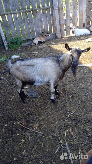 Козы альпийские дойные