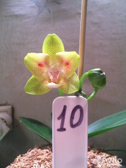 Орхидея фаленопсис