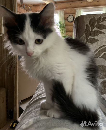 Котята ищут дом