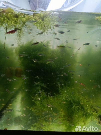 Рыбки данио, гуппи, корм, декорации