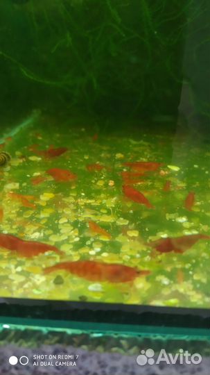 Аквариумные креветки