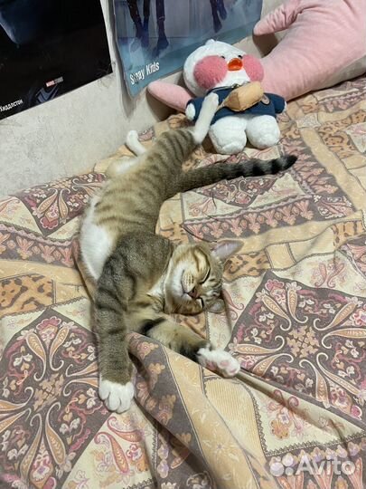 Американские котята
