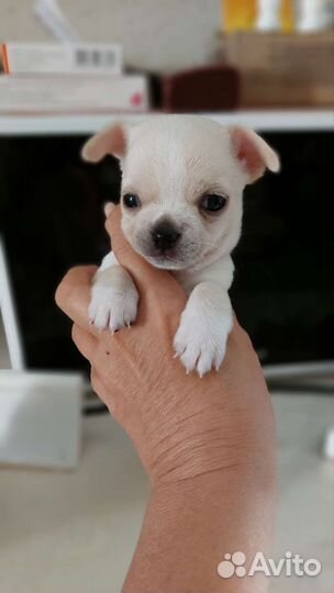 Чихуахуа мини