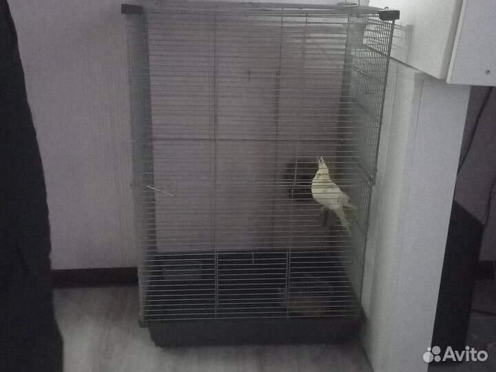 Попугай корелла с клеткой