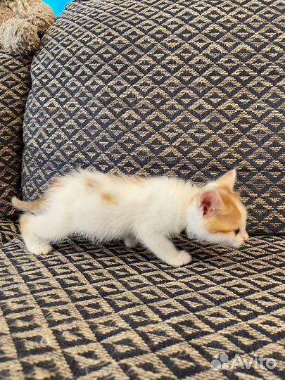 Котята
