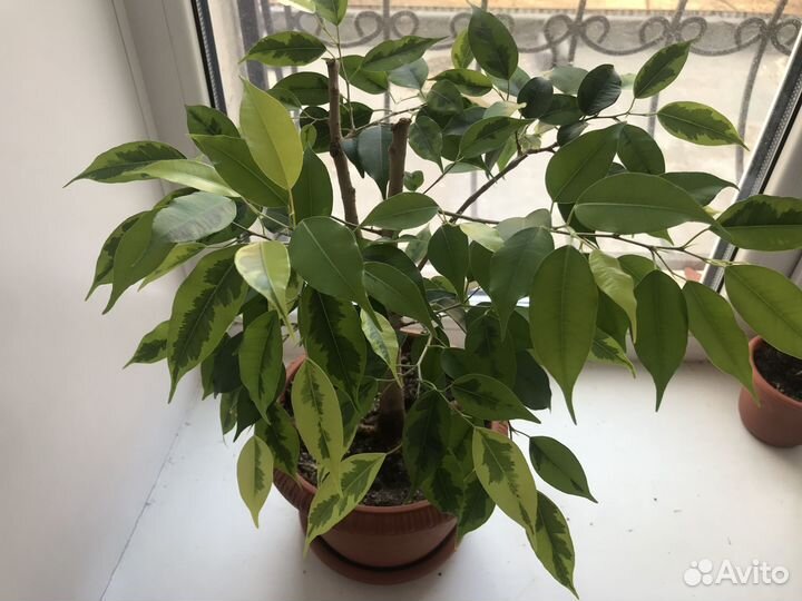 Продам фикусы