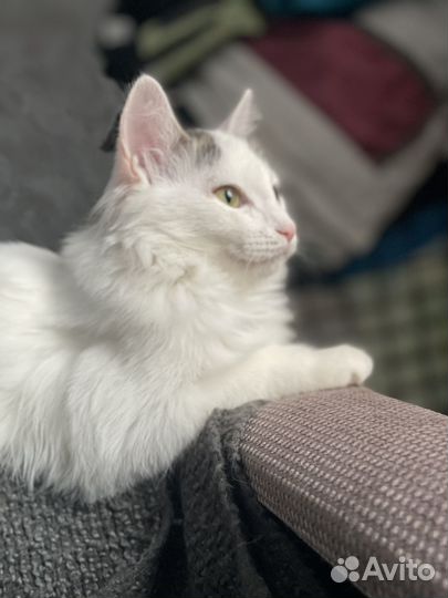 Котенок