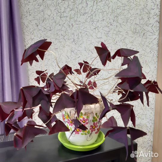 Комнатные цветы кислица