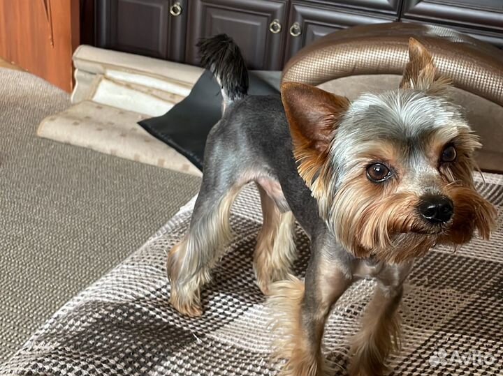 Кобель для вязки Йоркширский терьер