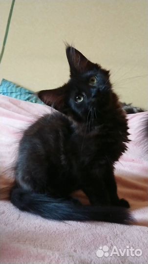 Котёнок мейн-кун