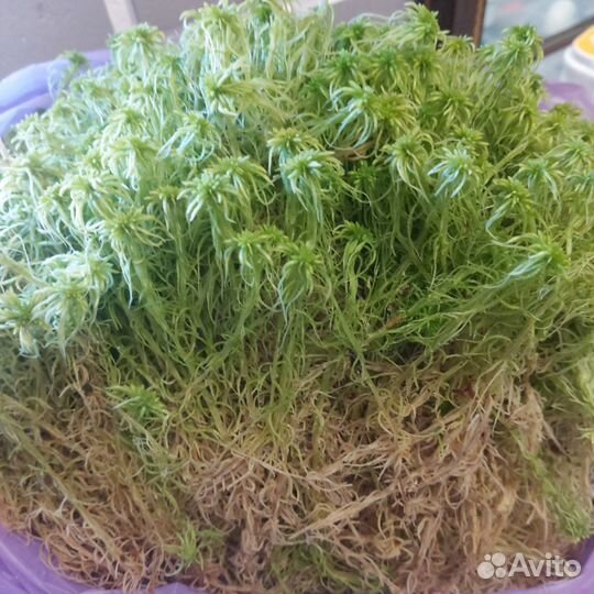 Мох сфагнум живой
