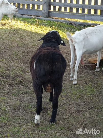 Продам баранов