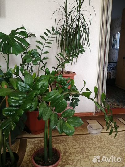 Комнатные растения цветы большие