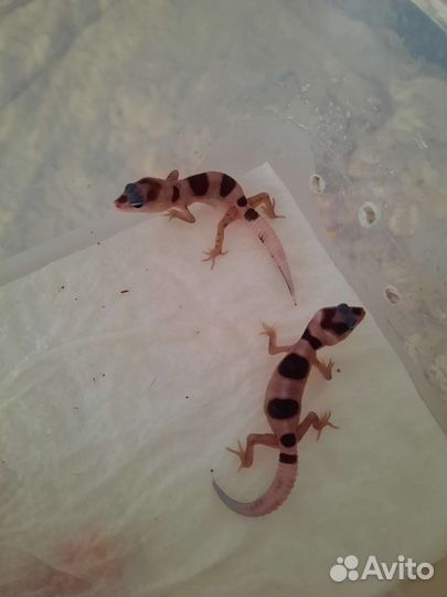 Эублефар самцы